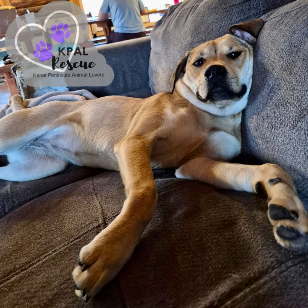 Blossom, an adoptable Mixed Breed in Kenai, AK, 99611 | Photo Image 3