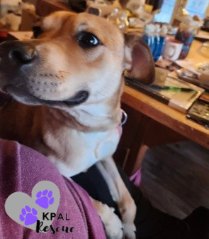 Blossom, an adoptable Mixed Breed in Kenai, AK, 99611 | Photo Image 4