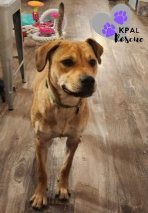 Blossom, an adoptable Mixed Breed in Kenai, AK, 99611 | Photo Image 5