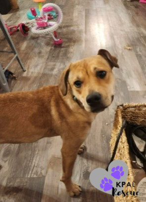 Blossom, an adoptable Mixed Breed in Kenai, AK, 99611 | Photo Image 6
