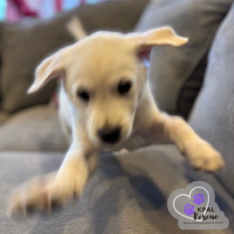 Nova - Classic Cars Litter, an adoptable Mixed Breed in Kenai, AK, 99611 | Photo Image 1