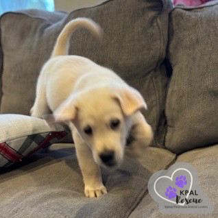 Nova - Classic Cars Litter, an adoptable Mixed Breed in Kenai, AK, 99611 | Photo Image 2
