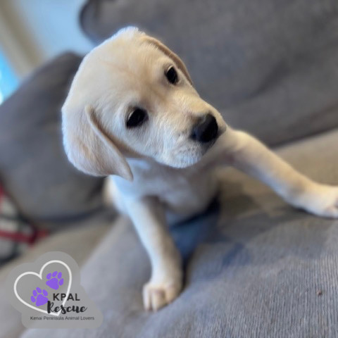 Nova - Classic Cars Litter, an adoptable Mixed Breed in Kenai, AK, 99611 | Photo Image 3