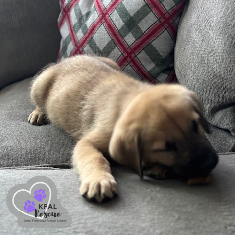 Riviera - Classic Cars Litter, an adoptable Mixed Breed in Kenai, AK, 99611 | Photo Image 2