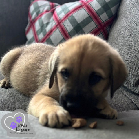 Riviera - Classic Cars Litter, an adoptable Mixed Breed in Kenai, AK, 99611 | Photo Image 4