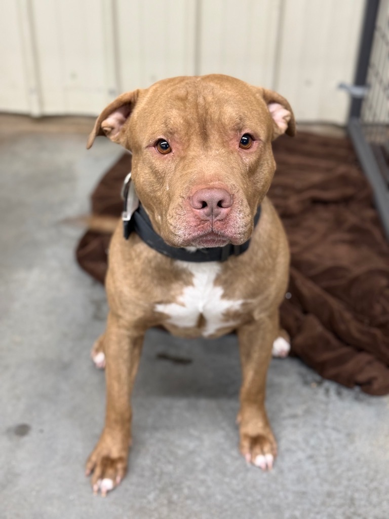 Brad Pitt, an adoptable Pit Bull Terrier in Hastings, NE, 68901 | Photo Image 1