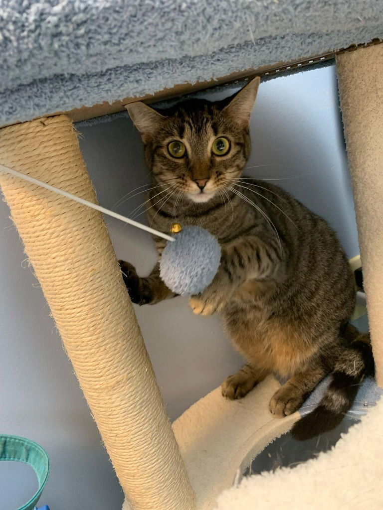 Dennis AKA Denni