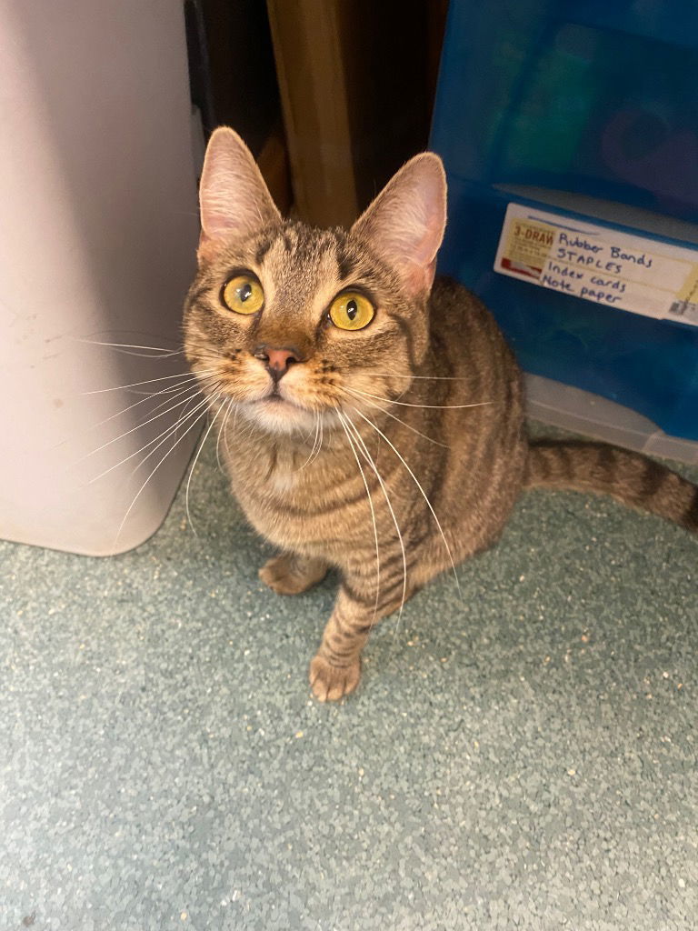 Dennis AKA Denni