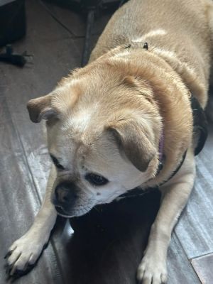 Bella, Senior Female unknown