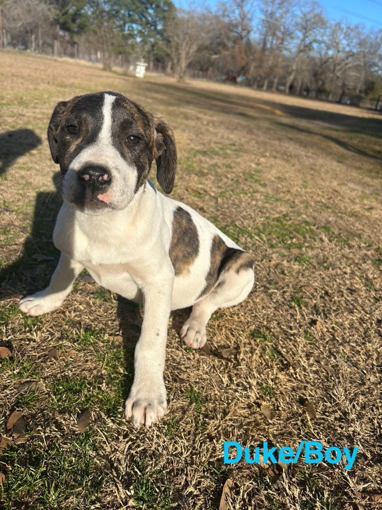 Duke