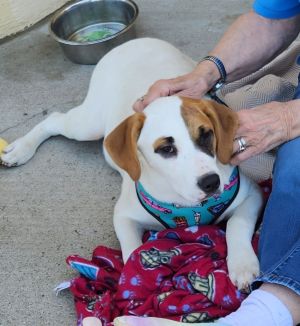 Bandit, Baby Male Catahoula Leopard Dog