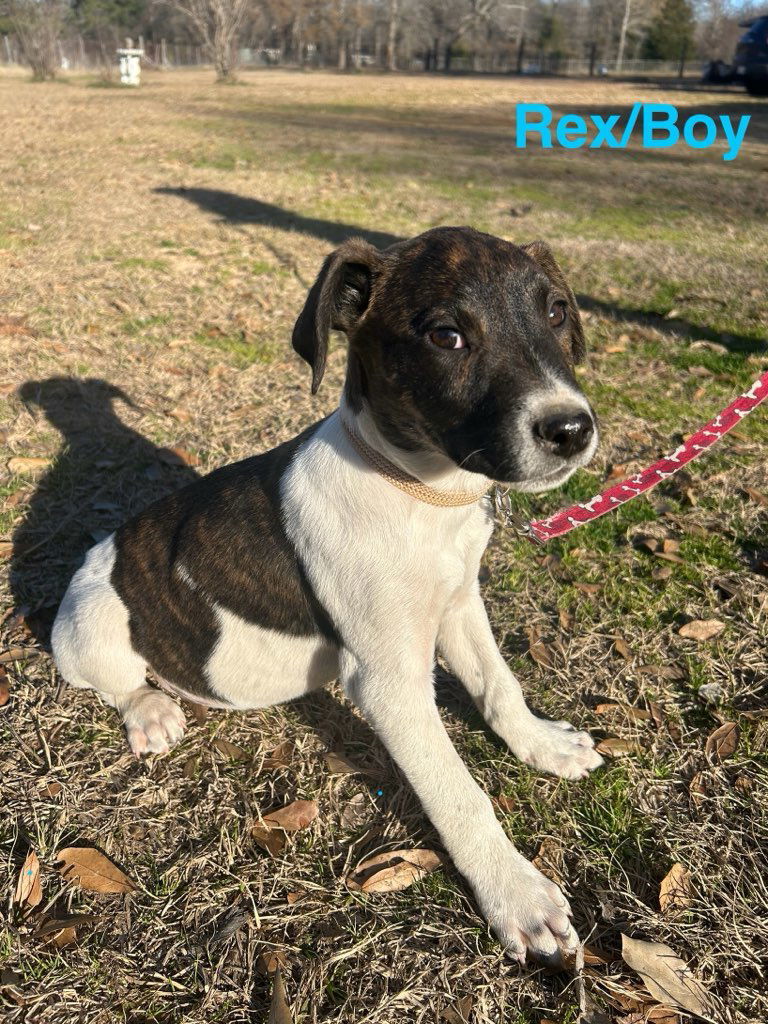 Rex