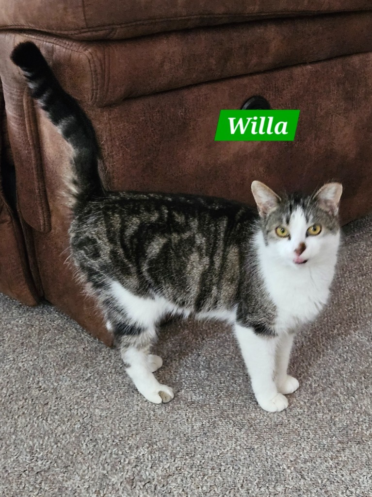Willa