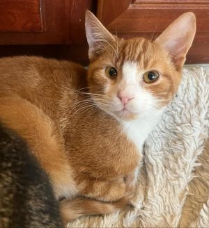 Meet Ralph the cutest orange kitty around Born around 42324 Ralph came to us with a rough start