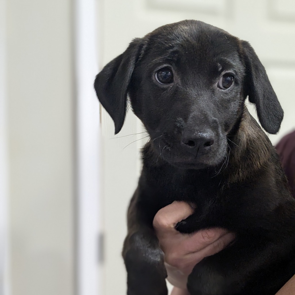 Suki (Avatar Litter)
