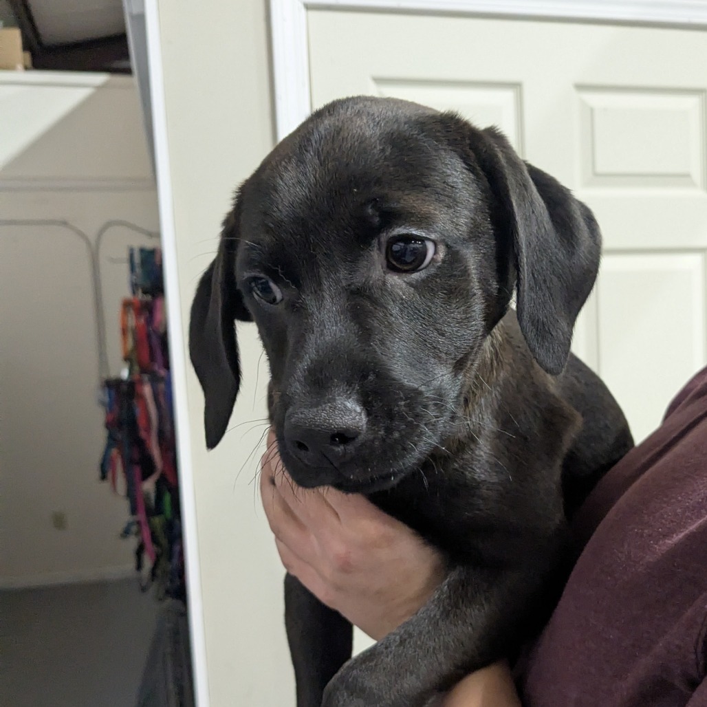 Azula (Avatar Litter)