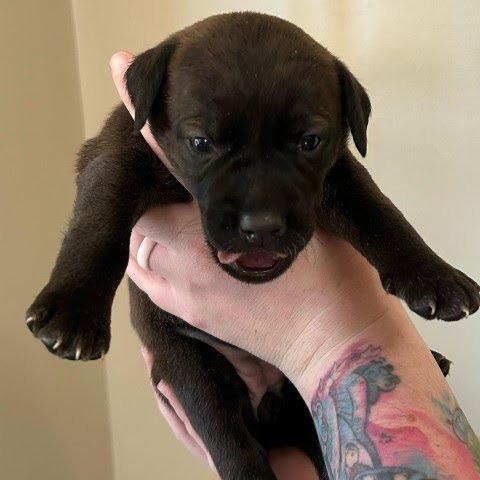 Azula (Avatar Litter)
