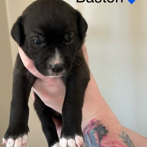 Baston (Avatar Litter)