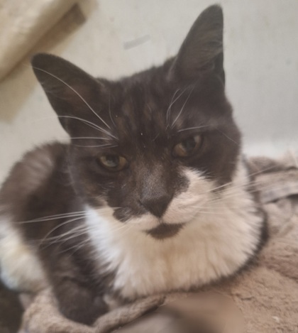 Stella FKA Night, an adoptable Domestic Short Hair in Pendleton, OR, 97801 | Photo Image 1