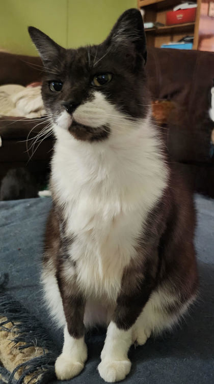 Stella FKA Night, an adoptable Domestic Short Hair in Pendleton, OR, 97801 | Photo Image 1