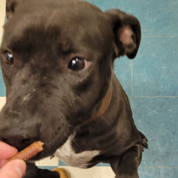 25-001/ Precious, an adoptable Pit Bull Terrier in Tawas City, MI, 48763 | Photo Image 1