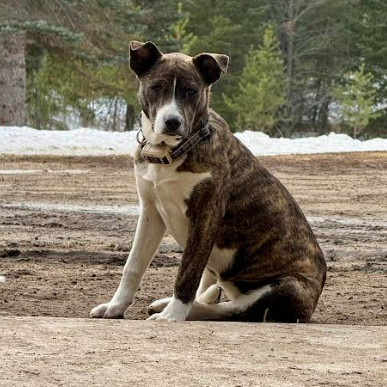 Tess, an adoptable Pit Bull Terrier in Lake George, MN, 56458 | Photo Image 1