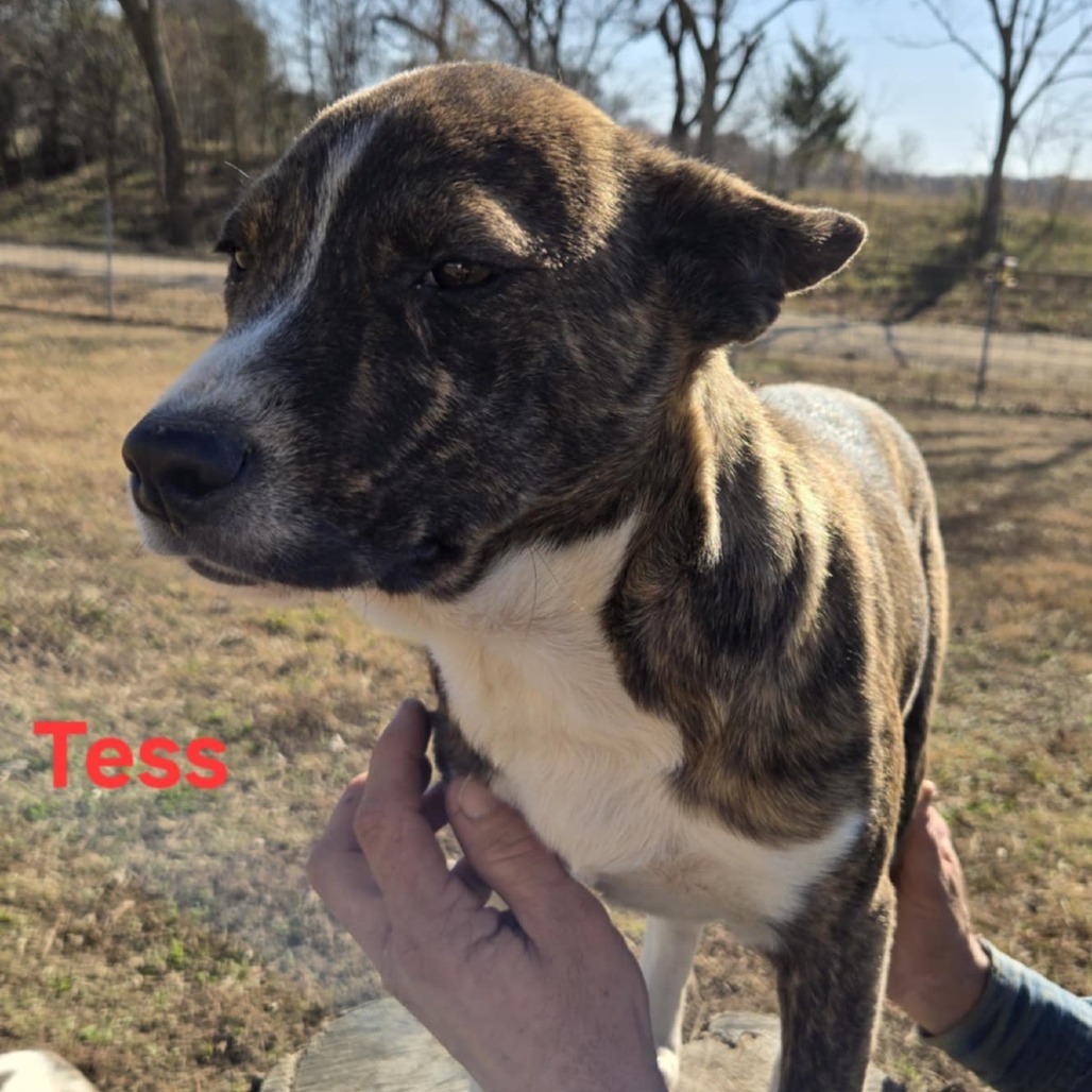 Tess, an adoptable Pit Bull Terrier in Brainerd, MN, 56401 | Photo Image 2
