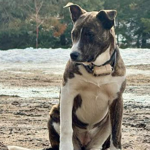 Tess