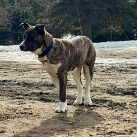Tess, an adoptable Pit Bull Terrier in Lake George, MN, 56458 | Photo Image 4