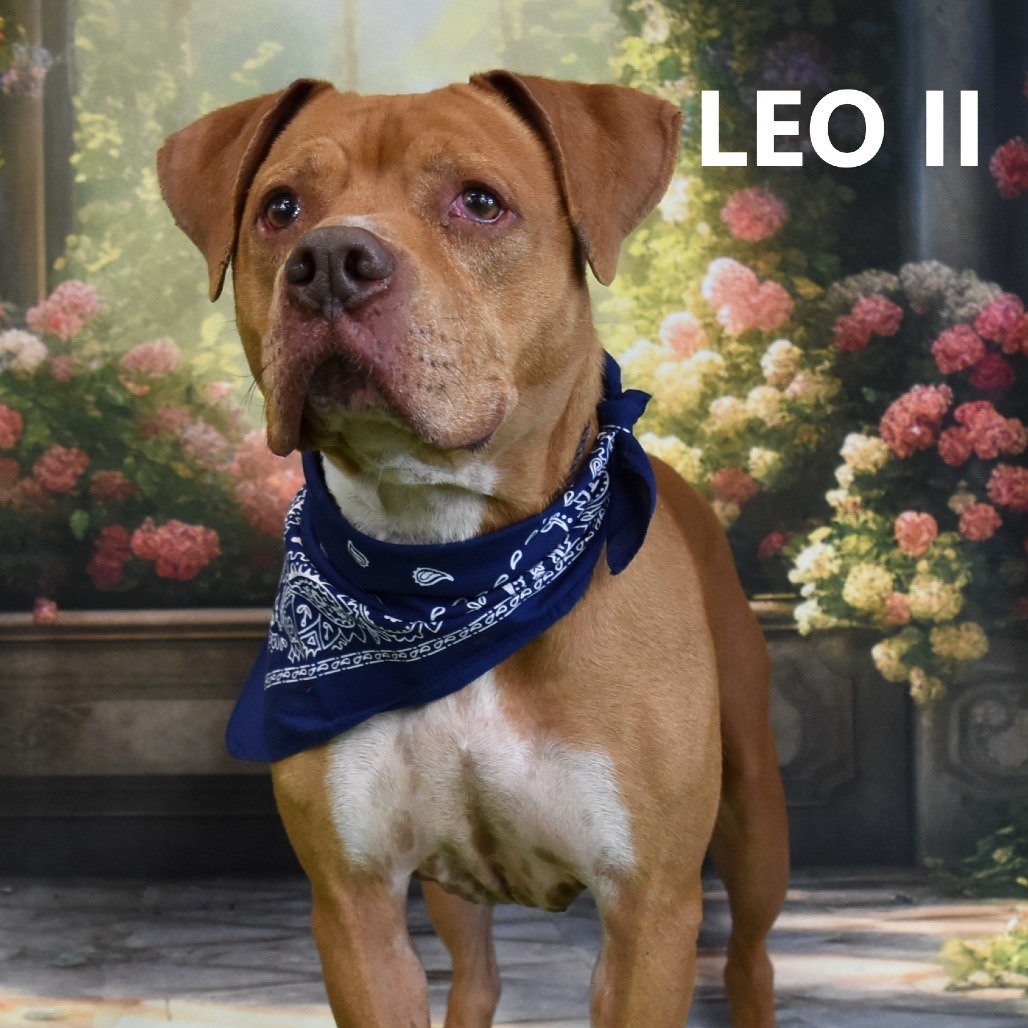 Leo II, an adoptable Pit Bull Terrier in Yuma, AZ, 85365 | Photo Image 1