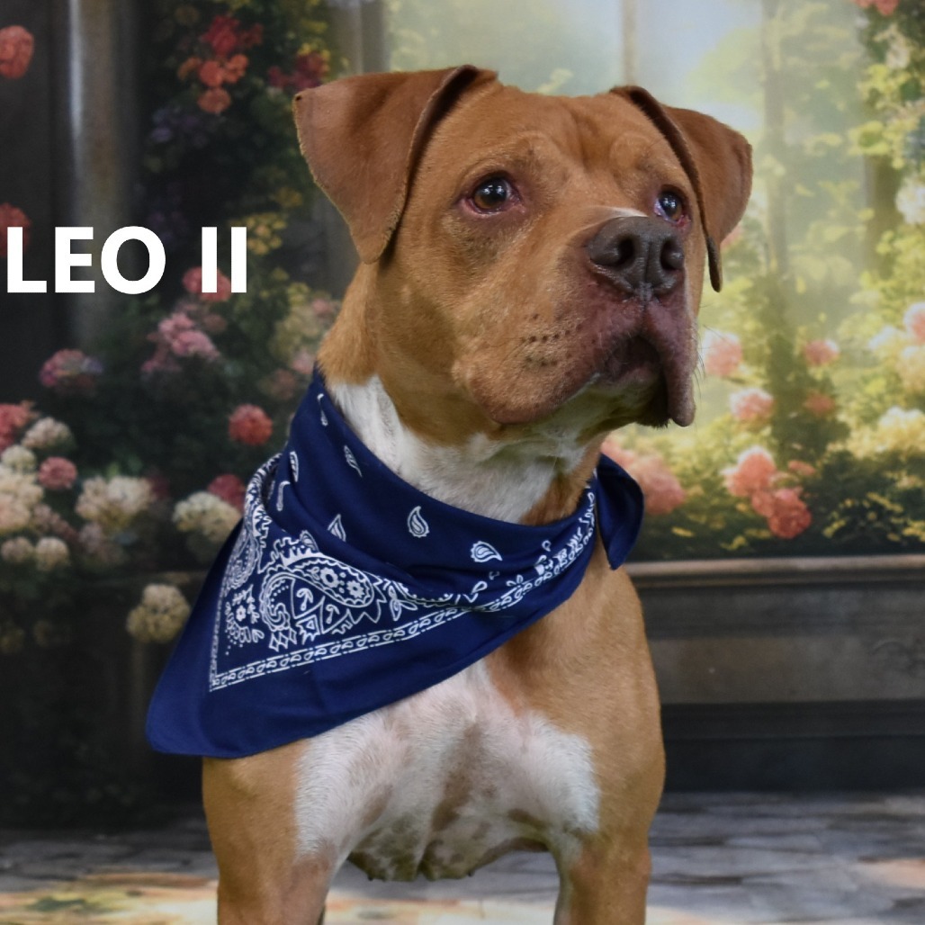 Leo II, an adoptable Pit Bull Terrier in Yuma, AZ, 85365 | Photo Image 2