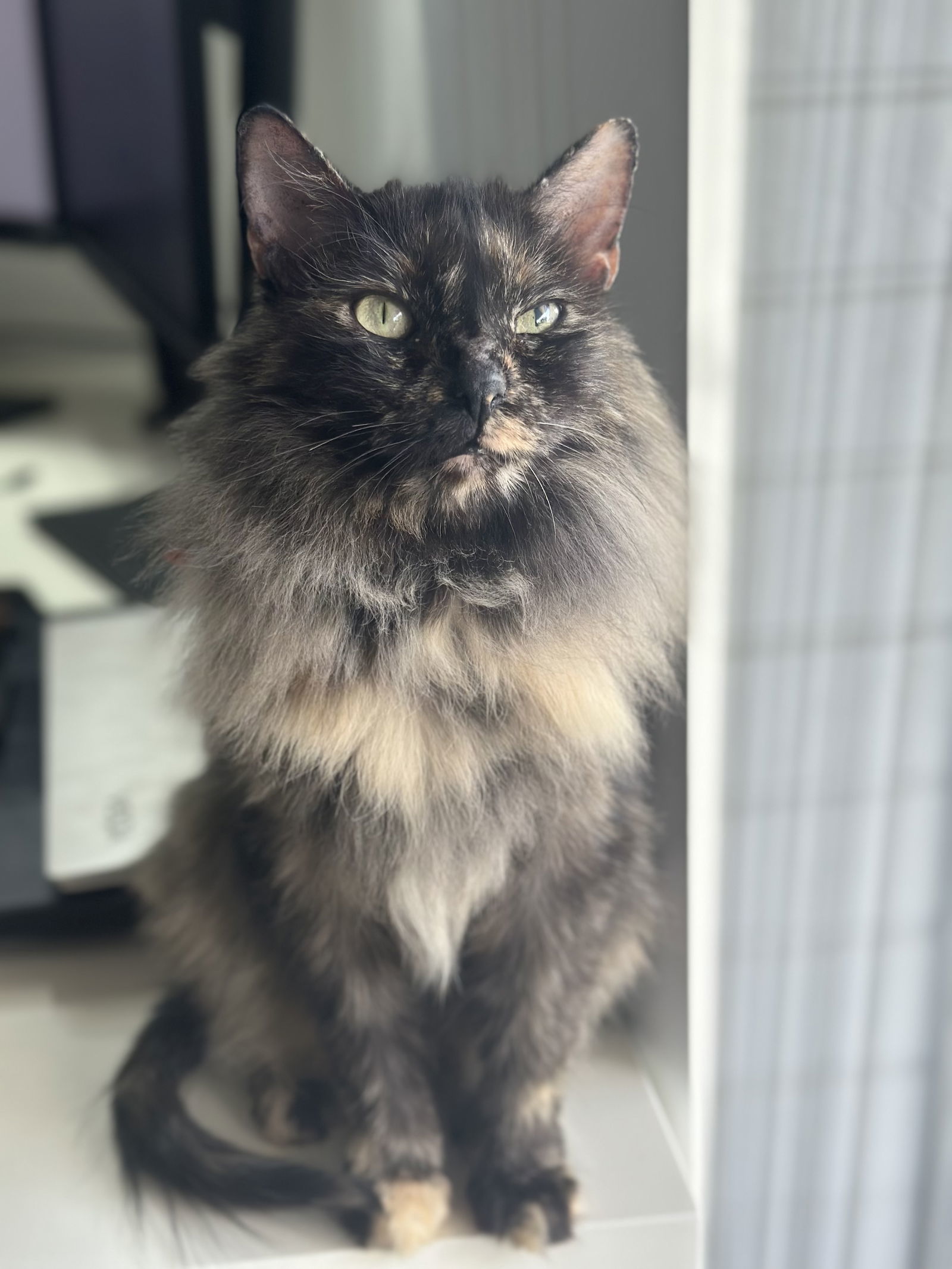 Lyra