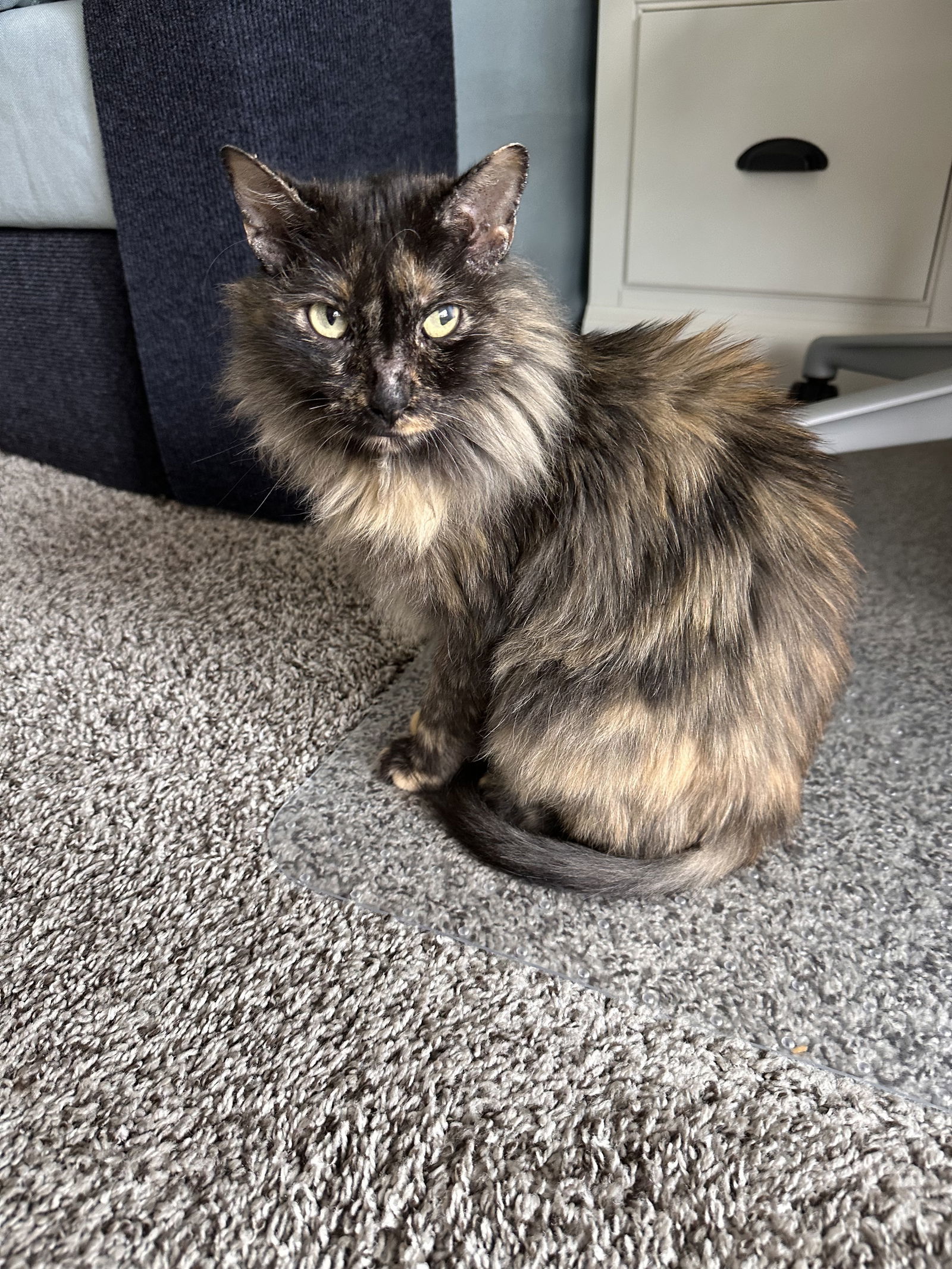 Lyra