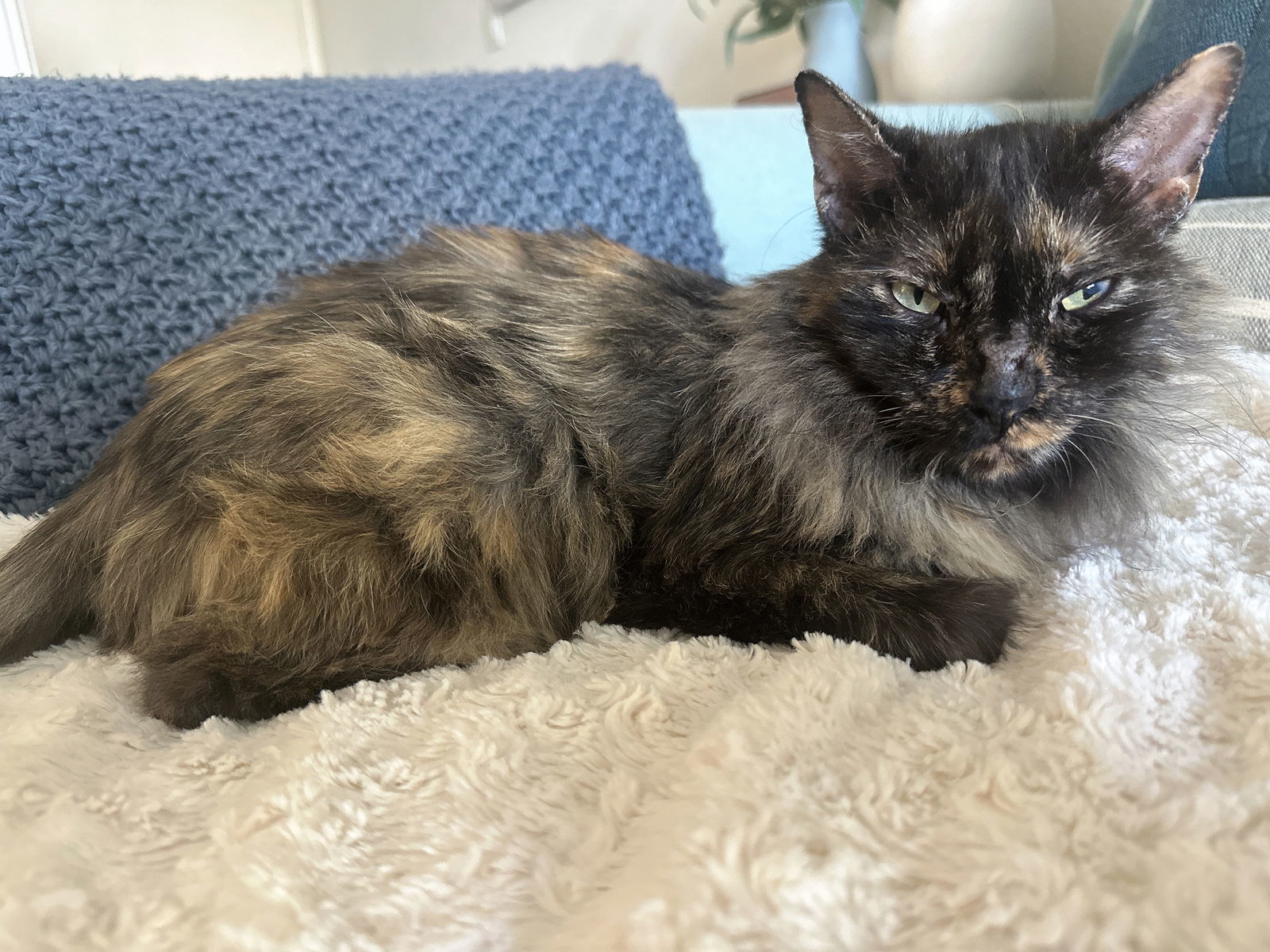 Lyra
