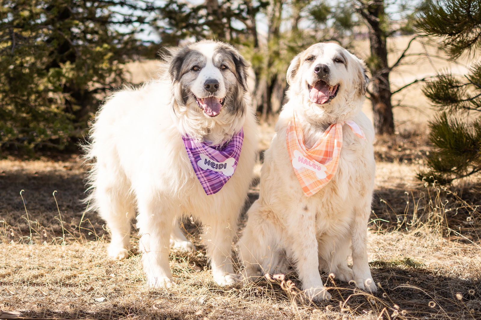 HALEY (1/2 of bonded pair but can be separated)