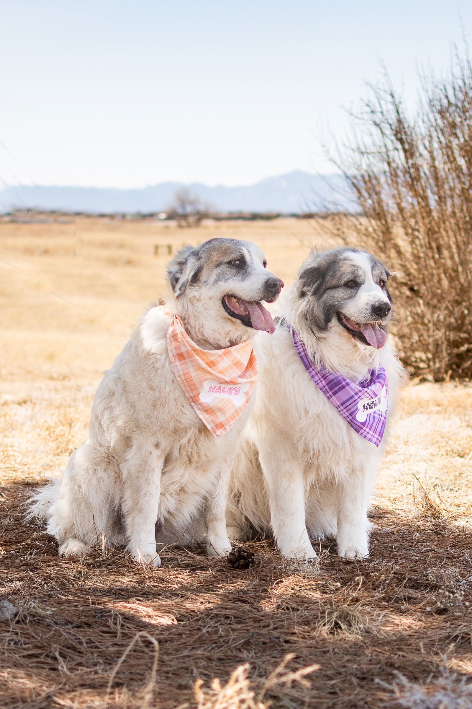 HALEY (One of a bonded pair)