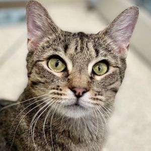 Loaf is a charming green tabby with a personality as unique as her name She adores being pet and wi