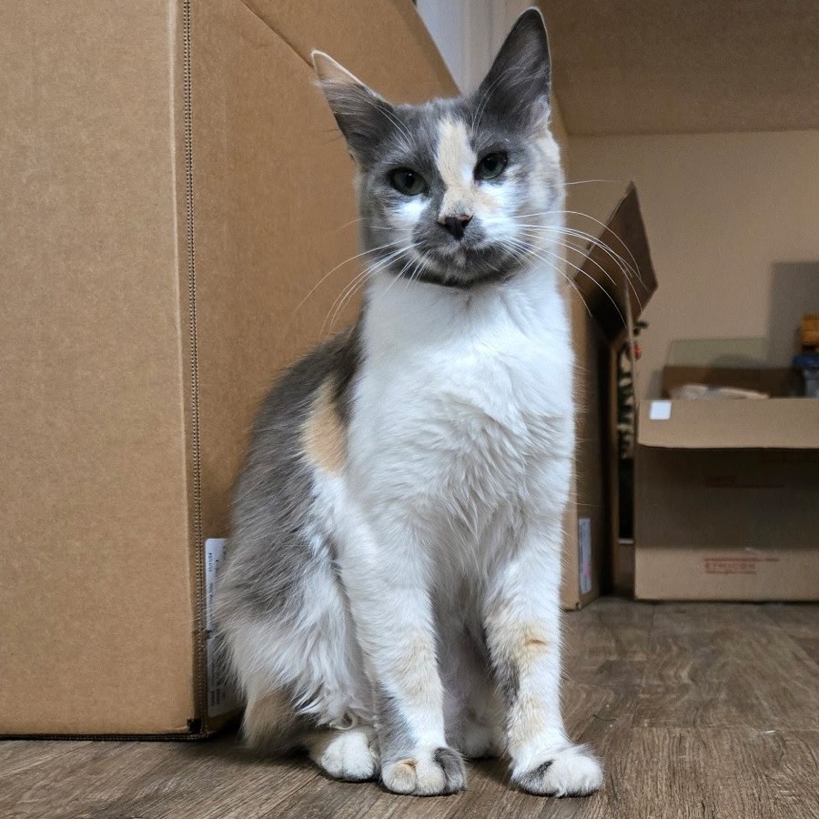 Bonnie, an adoptable Ragdoll, Domestic Long Hair in Long Beach, CA, 90803 | Photo Image 1