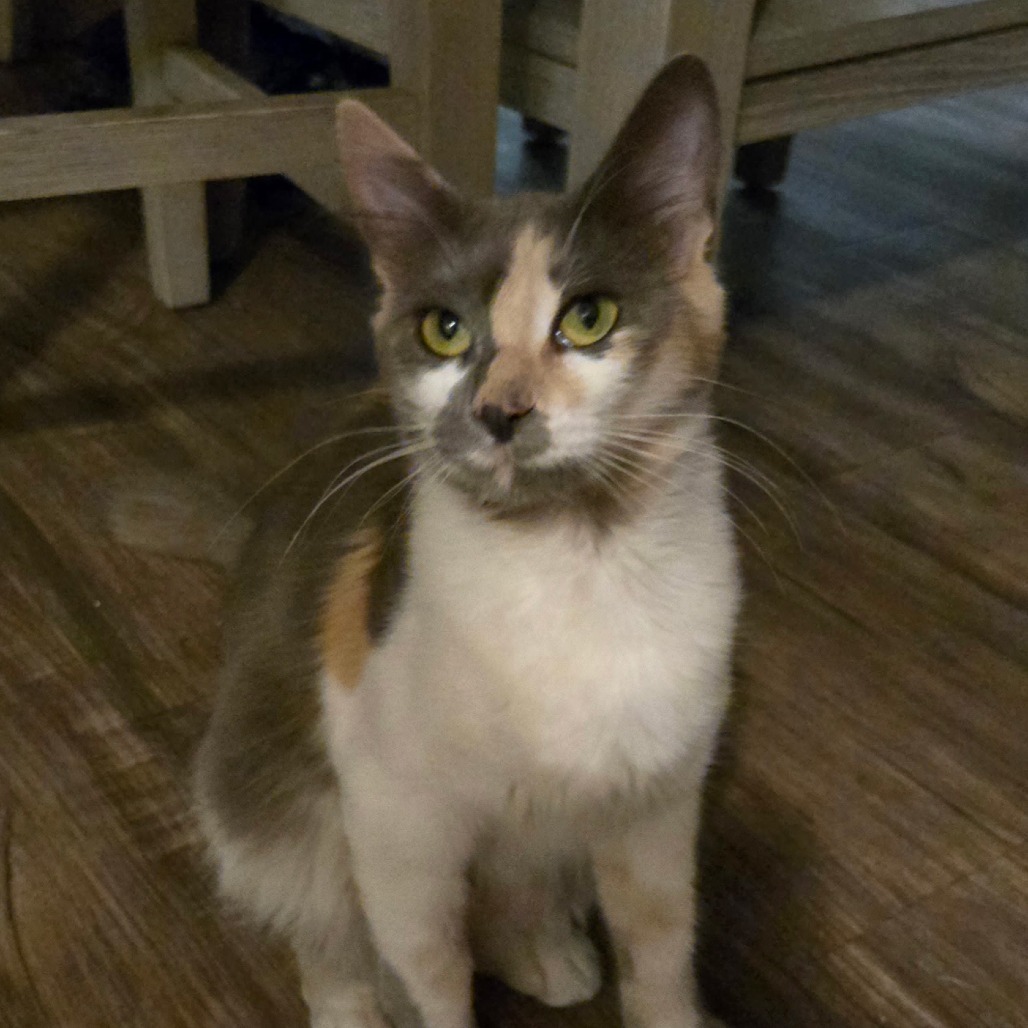 Bonnie, an adoptable Ragdoll, Domestic Long Hair in Long Beach, CA, 90803 | Photo Image 3