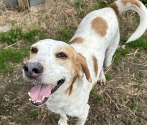 Clyde, Adult Male Hound