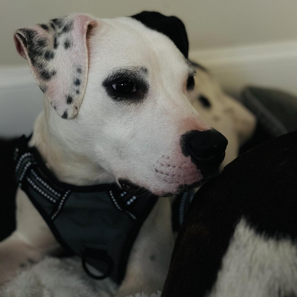 Bianca