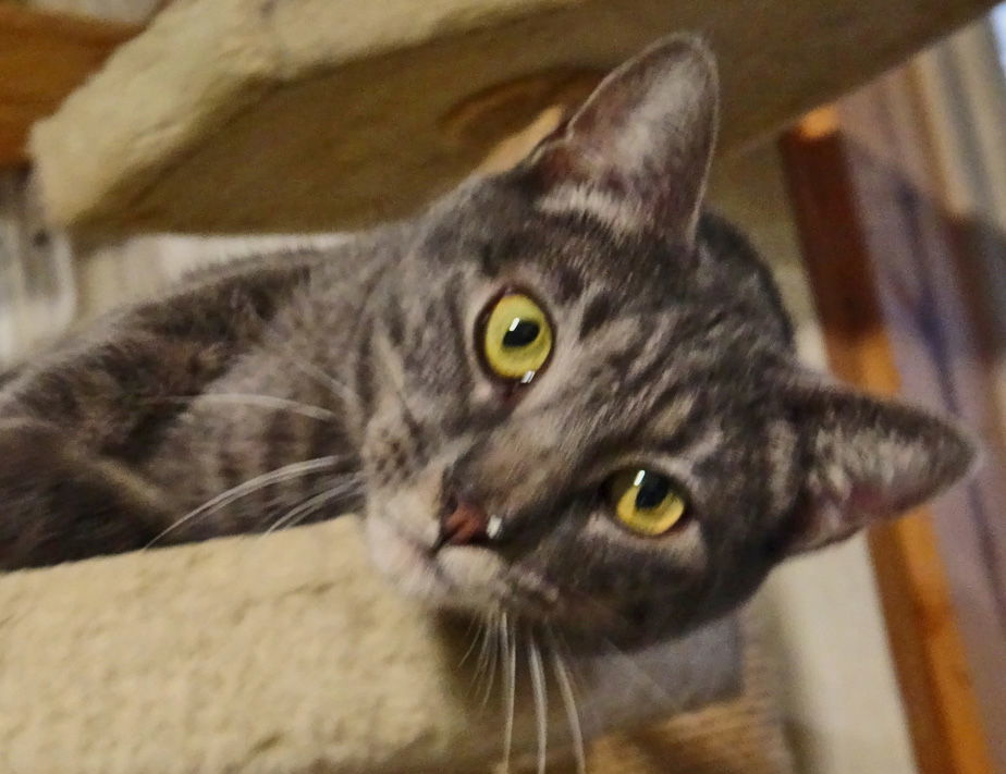 Charity, an adoptable Domestic Short Hair, Domestic Medium Hair in Holly Springs, MS, 38635 | Photo Image 2
