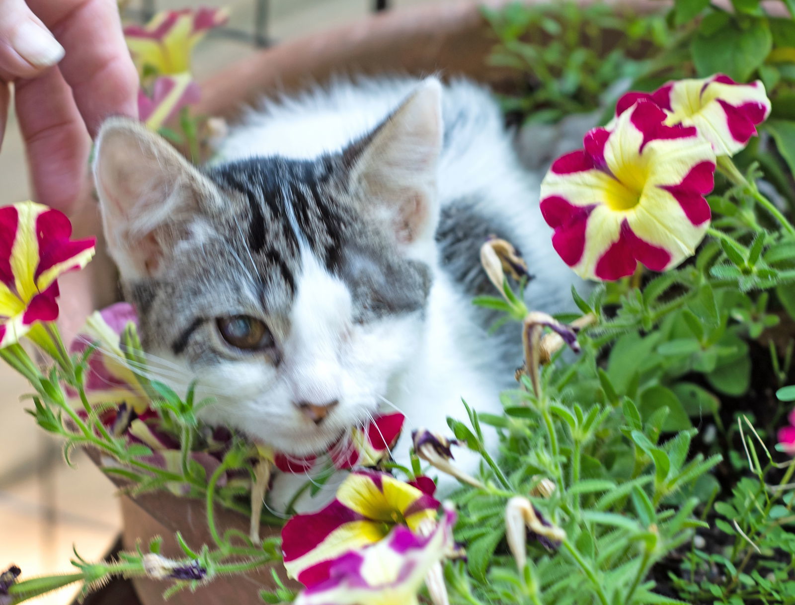 Crystal, an adoptable Domestic Short Hair, Domestic Medium Hair in Holly Springs, MS, 38635 | Photo Image 2