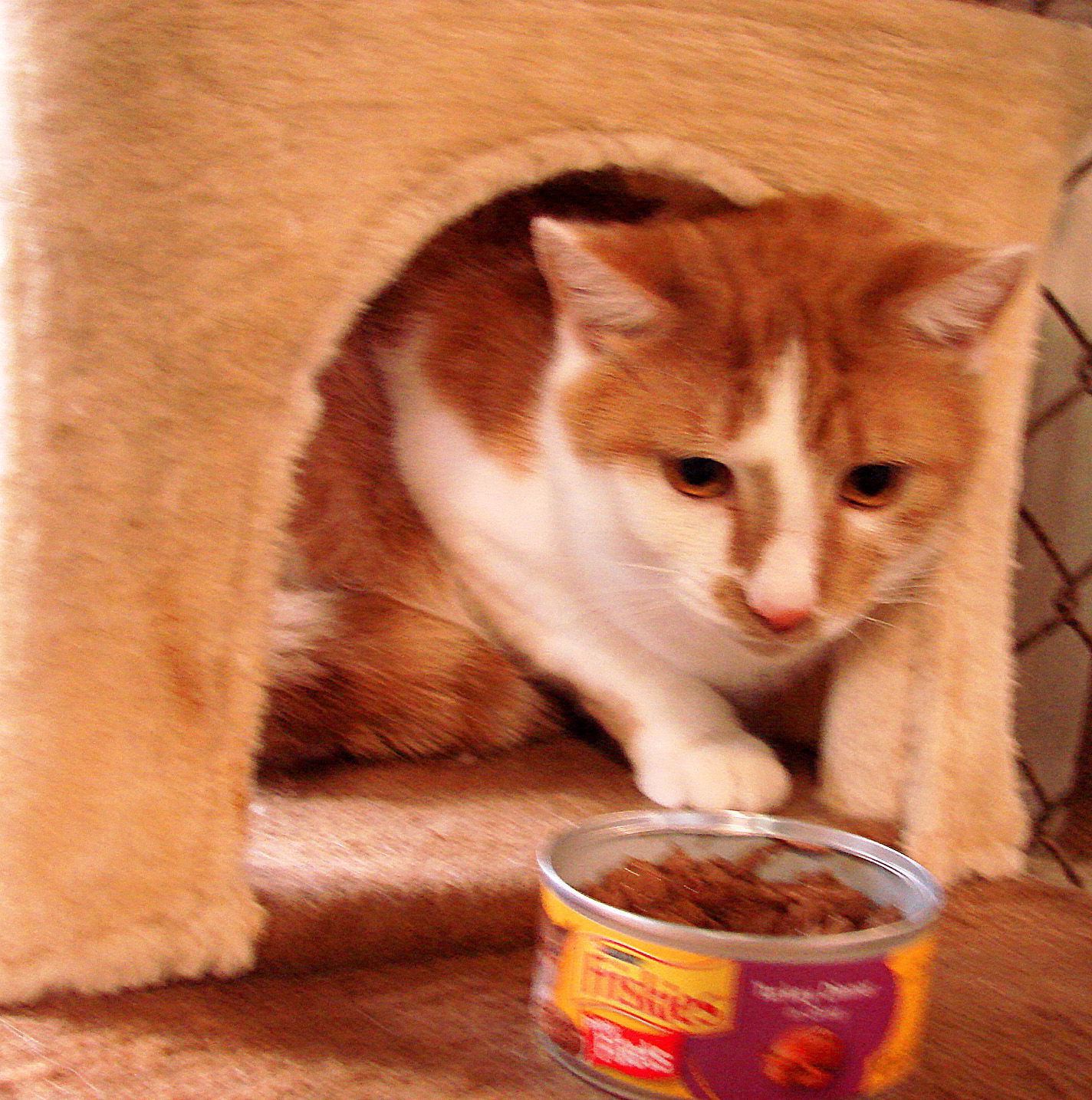 Georgy, an adoptable Domestic Short Hair, Domestic Medium Hair in Holly Springs, MS, 38635 | Photo Image 2