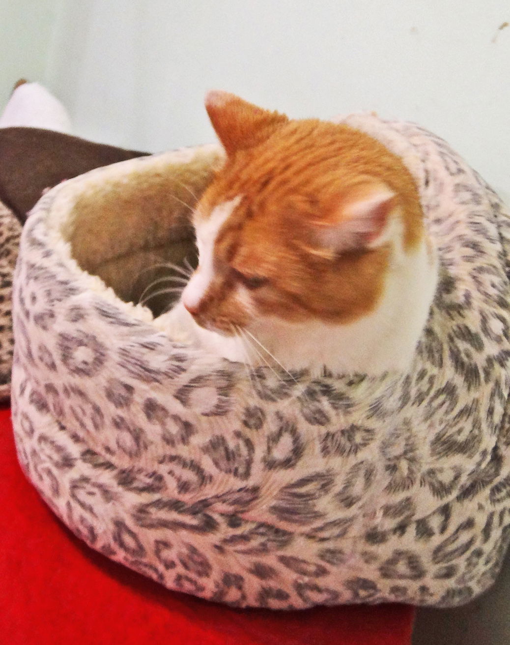 Georgy, an adoptable Domestic Short Hair, Domestic Medium Hair in Holly Springs, MS, 38635 | Photo Image 3