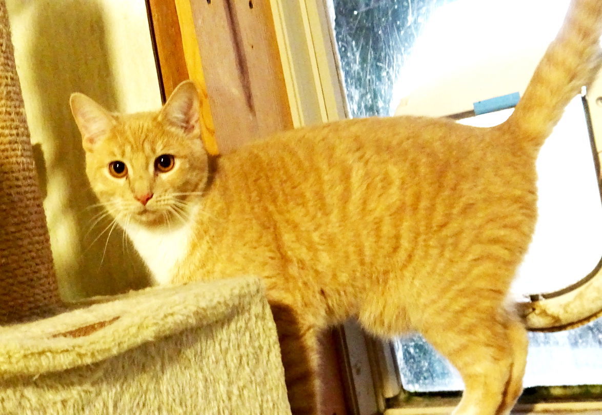 Matt, an adoptable Domestic Short Hair, Domestic Medium Hair in Holly Springs, MS, 38635 | Photo Image 1