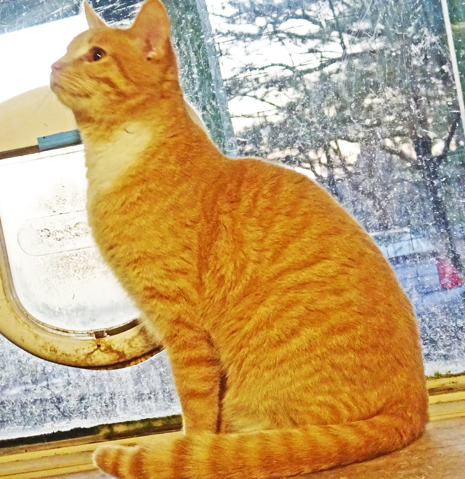 Matt, an adoptable Domestic Short Hair, Domestic Medium Hair in Holly Springs, MS, 38635 | Photo Image 2