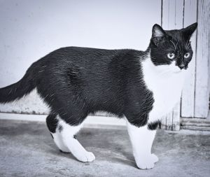 Fancy, Adult Female Domestic Short Hair
