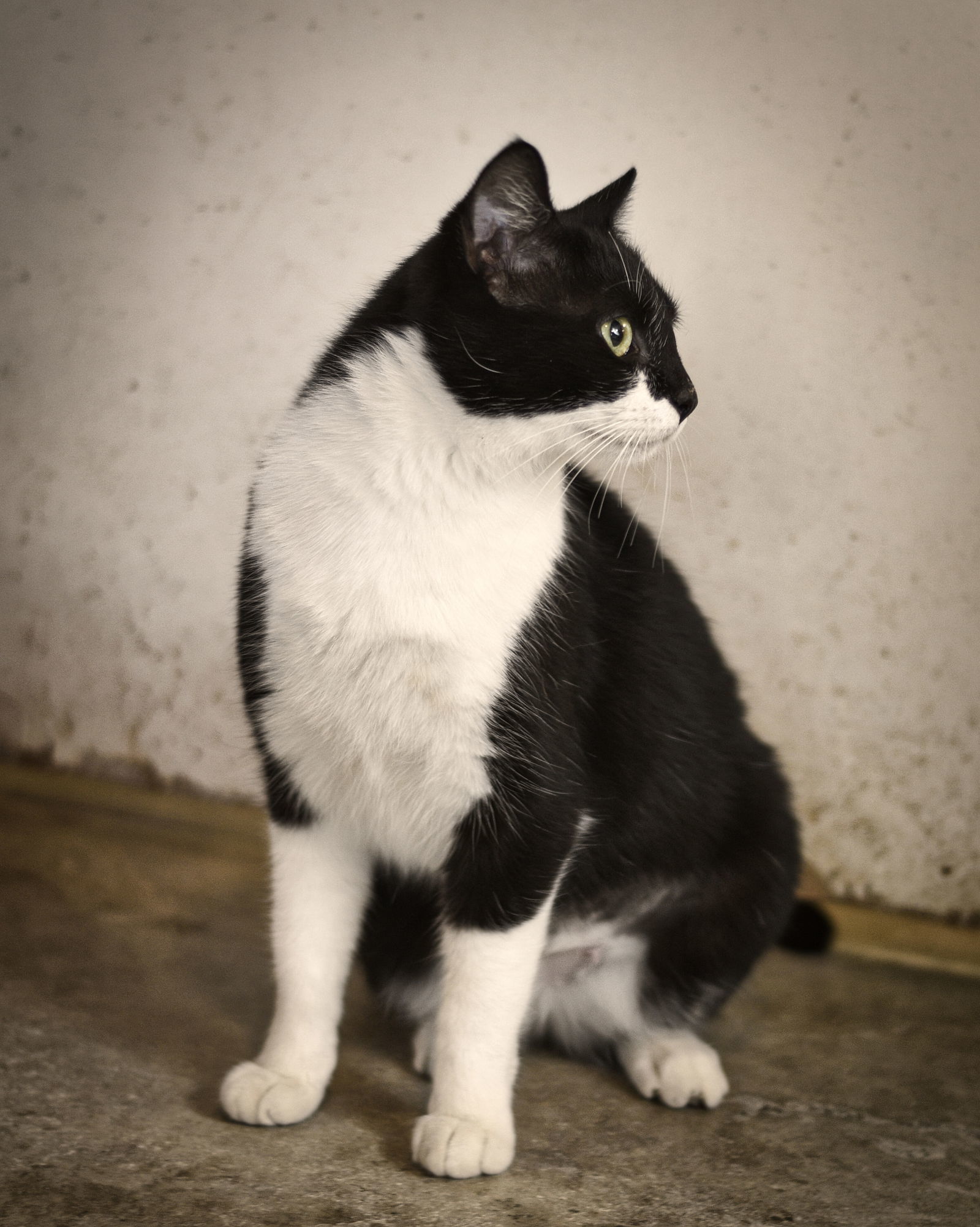 Fancy, an adoptable Domestic Short Hair, Tuxedo in Holly Springs, MS, 38635 | Photo Image 2