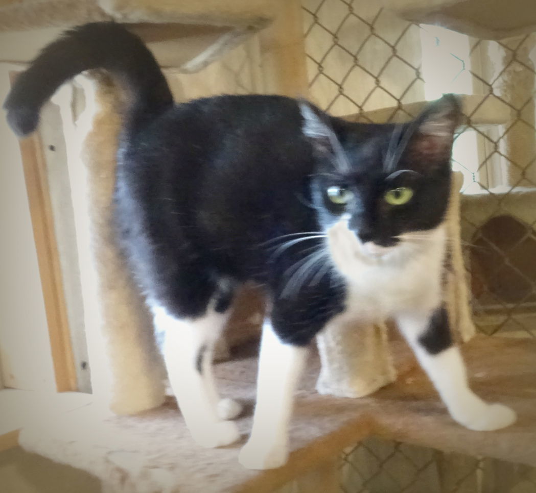 Fancy, an adoptable Domestic Short Hair, Tuxedo in Holly Springs, MS, 38635 | Photo Image 3